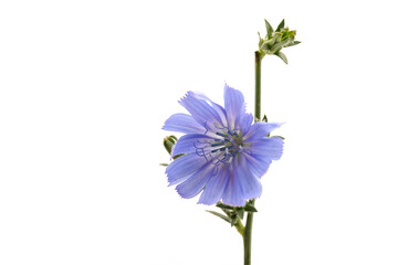 Cichorium intybus - common chicory flowers isolated on white background. Flowers of chicory for package design. - obrazy, fototapety, plakaty