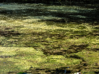 View of a pond with water surface covered with green blooming algae. Thick layer of algae in water