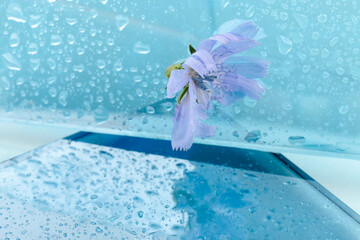 Cichorium intybus - common chicory flowers isolated on blue background. Beautifull flowers of chicory. - obrazy, fototapety, plakaty