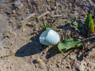 Close-up of an ovoid shaped and pale blue broken eggshell of the songbird on the ground in spring