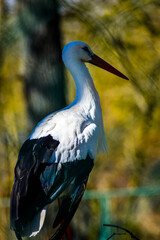Ein stehender Storch