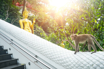 soft focus of monkey to climb on the white Stair railing concrete with gold statue Buddha at the...