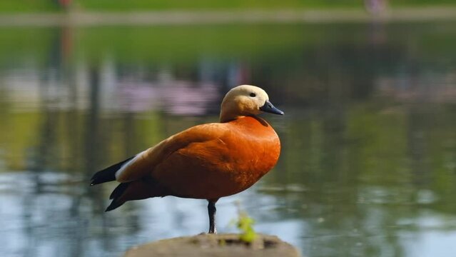 Male Beautiful bright red duck Ogar sits on a log near a pond close up