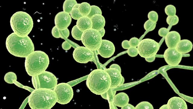 Animation showing Candida sp. fungi morphology, this genus includes Candida albicans, Candida auris, and other yeast fungi which cause common fungal infections in humans