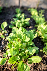 Fresh green lettuce in the greenhouse on an early spring