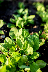 Fresh green lettuce in the greenhouse on an early spring