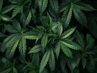 Fototapeta na wymiar Marijuana leaves for background