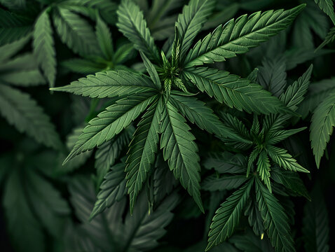 Marijuana leaves for background