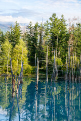 水面に映る雑木林　青い池
