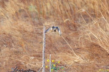 捕らえたネズミを掴んだまま飛翔する美しいチョウゲンボウ（ハヤブサ科）。

日本国群馬県、利根川河川敷にて。
2024年3月24日撮影。

A beautiful Common Kestrel (Falco tinnunculus, family comprising Falco falcons) takes flight while holding onto a captured mouse.

