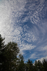 緑の木と雲がきれいな青空
