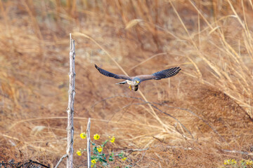 捕らえたネズミを掴んだまま飛翔する美しいチョウゲンボウ（ハヤブサ科）。

日本国群馬県、利根川河川敷にて。
2024年3月24日撮影。

A beautiful Common Kestrel (Falco tinnunculus, family comprising Falco falcons) takes flight while holding onto a captured mouse.

