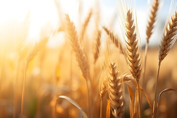 Golden wheat field background wallpaper, blurred defocused background 