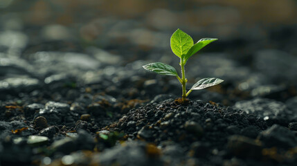 Close up of a green plant seedling emerging from dark, nutrient-rich soil, showcasing the delicate process of growth