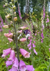 pink and purple flowers