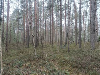 Rekyva forest during cloudy summer day. Pine and birch tree woodland. Blueberry bushes are growing in woods. Cloudy day with white and gray clouds in sky. Nature. Rekyvos miskas.