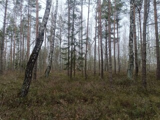 Rekyva forest during cloudy summer day. Pine and birch tree woodland. Blueberry bushes are growing in woods. Cloudy day with white and gray clouds in sky. Nature. Rekyvos miskas.