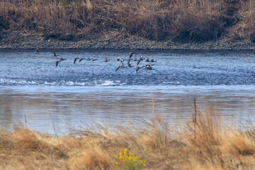 朝もやの葦原で休憩する美しいノスリ（タカ科）。

日本国群馬県、利根川河川敷にて。
2024年3月24日撮影。

Beautiful Eastern Buzzard (Buteo japonicus, family comprising hawks) takea break in morning fog.

At Tonegawa riverbed, Gunma, Japan,
photo by 