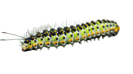 A vibrant caterpillar crawls slowly on a pure white background