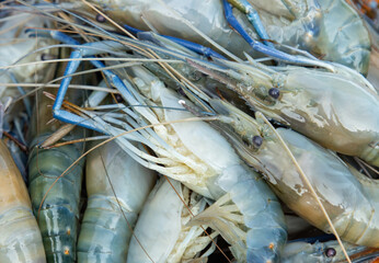 fresh large shrimp as a background.
