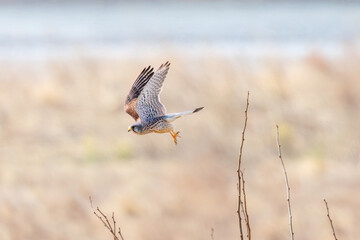 とまり木から飛び出す美しいチョウゲンボウ（ハヤブサ科）。

日本国群馬県、利根川河川敷にて。
2024年3月24日撮影。

A beautiful Common Kestrel (Falco tinnunculus : family comprising falcons) leaps out of a perching tree.

At Tonegawa riverbed, Gunma, Jap