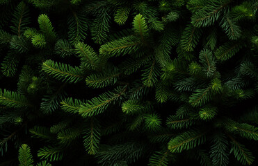 Fototapeta na wymiar Beautiful Christmas Background with green fir tree brunch close up. Copy space, trendy moody dark toned design for seasonal quotes. Vintage December wallpaper