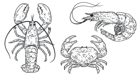 Hand drawn outline lobster, crab and shrimp isolated on white background. Sea animals in sketch vintage style. Vector retro illustration. - 774711028