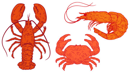 Hand drawn color lobster, crab and shrimp isolated on white background. Sea animals in sketch vintage style. Vector retro illustration. - 774711052