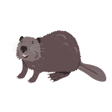 Beaver vector illustration isolated on white. Funny happy beaver cartoon animal character.