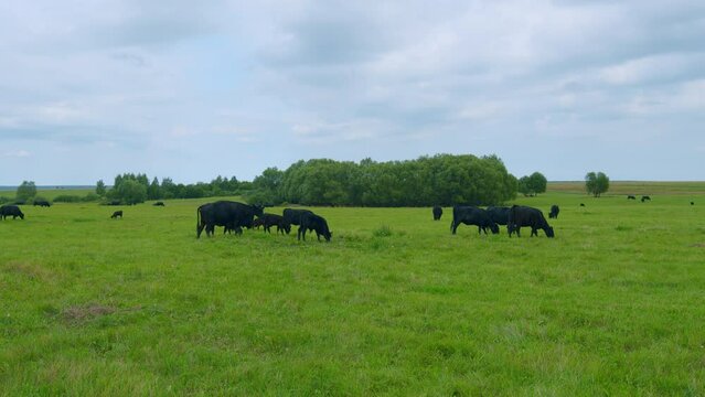 Cows animal grazing in pasture. Aberdeen angus cows. Graze in green meadow pasture field.