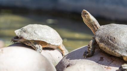 Smiling Turtle soaking in the sun