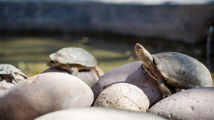Smiling Turtle soaking in the sun