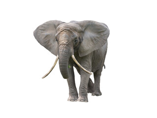 African elephant isolated on white background © fotomaster