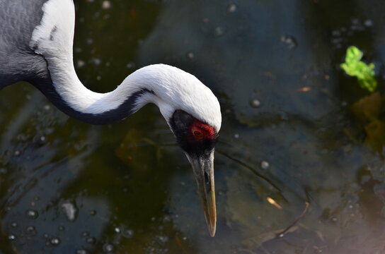 Photos of red-crowned cranes looking for food in the water