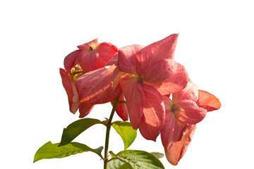 Mussaenda philippica, Dona Luz or Dona Queen Sirikit bloom with sunlight in the garden isolated on white background included clipping path.