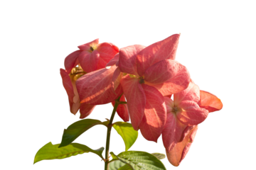 Mussaenda philippica, Dona Luz or Dona Queen Sirikit bloom with sunlight in the garden isolated on white background included clipping path.