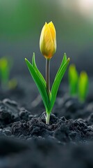 A single yellow flower growing out of the ground in a field, AI