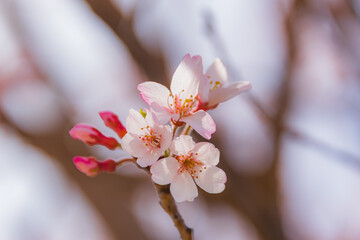 桜と陽
