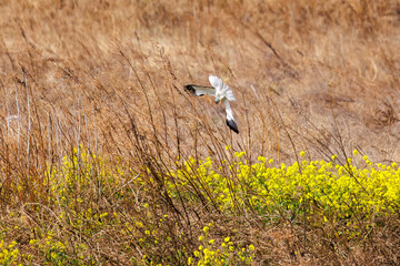 狩りのために菜の花畑を飛翔する美しいハイイロチュウヒ（タカ科）。

日本国群馬県、利根川河川敷にて。
2024年3月24日撮影。

A beautiful Northern harrier (Circus cyaneus, family comprising hawks) flies over a field of rape blossoms for hunting.

At Tonegawa r