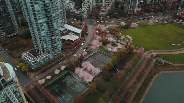 aerial shot revealing david vancouver city skyline and david lam park with cherry blossom during an overcast day in spring, british columbia, canada