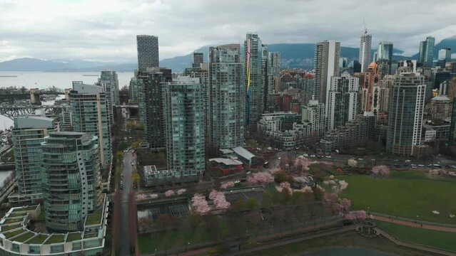 aerial shot around vancouver city marinaside and david lam park with cherry blossom and the skyline on an overcast day, british columbia, canada