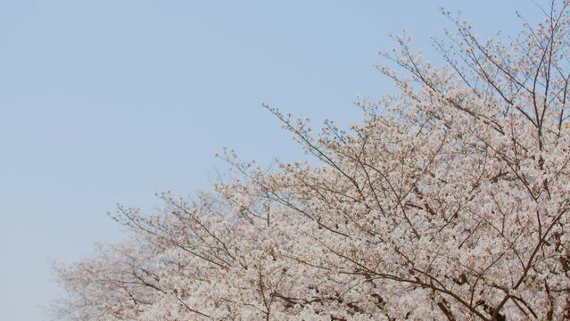 満開の桜と青空 コピースペース