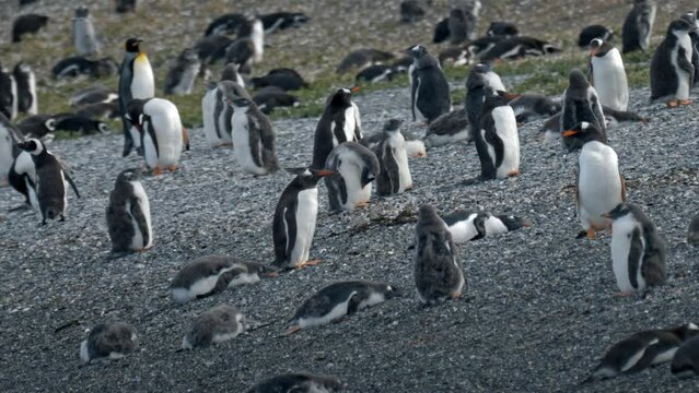 Gentoo penguins, King penguin and magellanic penguins in Isla Martillo, Ushuaia.