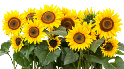 A vase overflowing with vibrant yellow sunflowers