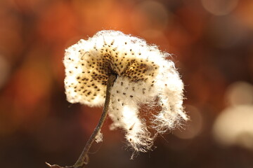 Eriophorum fluff on a bokeh background