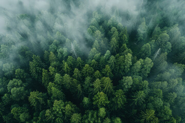 Naklejka na ściany i meble Aerial view of Nordic forest in fog. Green pine trees, top view. Nature landscape