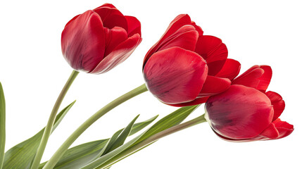 Fototapeta premium Three vibrant red tulips in a vase against a crisp white backdrop