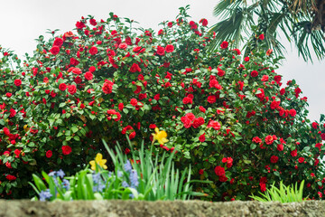Garden of beautiful pink camellia flowers