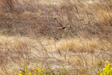 狩りのために菜の花畑を飛翔する美しいハイイロチュウヒ（タカ科）。

日本国群馬県、利根川河川敷にて。
2024年3月24日撮影。

A beautiful Northern harrier (Circus cyaneus, family comprising hawks) flies over a field of rape blossoms for hunting.

At Tonegawa r