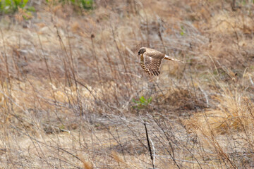 狩りのために葦原を飛翔する美しいハイイロチュウヒ（タカ科）。

日本国群馬県、利根川河川敷にて。
2024年3月24日撮影。

A beautiful Northern harrier (Circus cyaneus, family comprising hawks) flying over a reed bed for hunting.

At Tonegawa riverbed, Gunma,